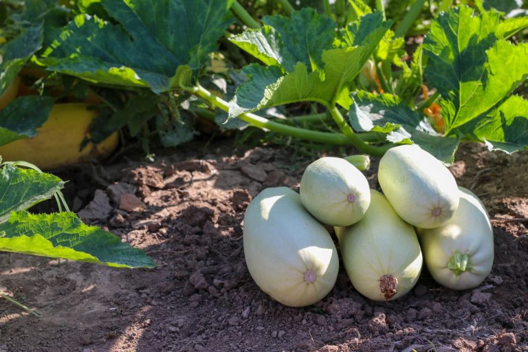 calabacin-blanco-frupal