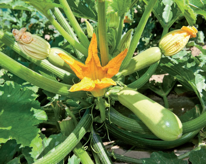 calabacin-blanco-planta