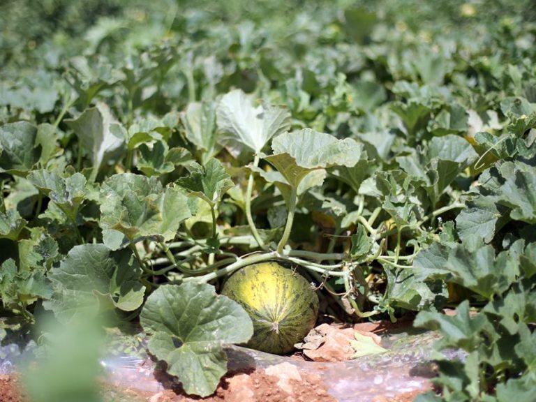 melones-piel-de-sapo