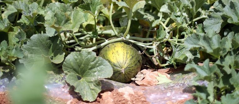 melones-piel-de-sapo-inicio