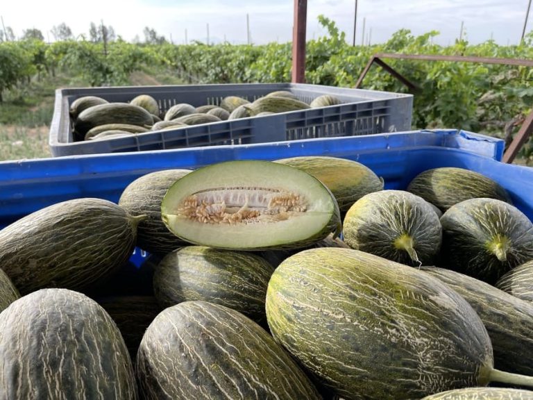 melones-piel-sapo-frupal (1)