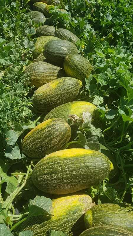 melones-piel-sapo-frupal-vert (3)