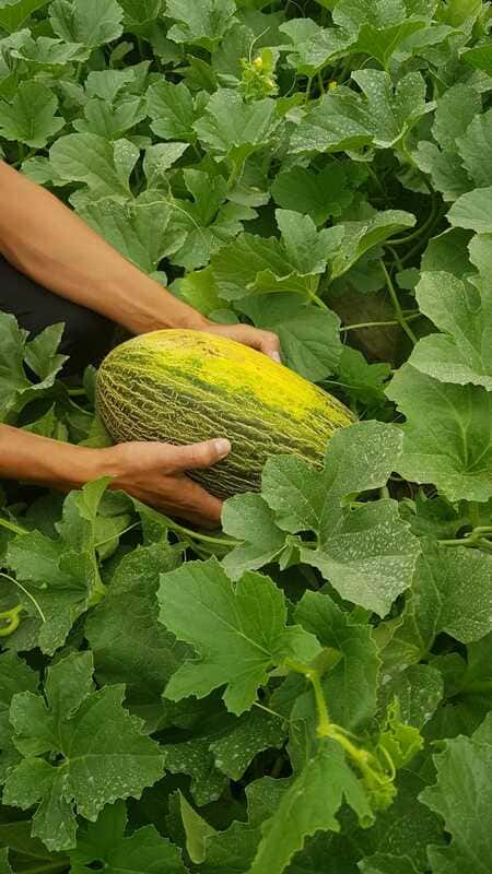 melones-piel-sapo-frupal-vert (5)