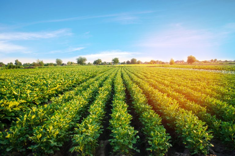 patatas-plantacion (1)