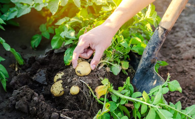 patatas-plantacion (2)