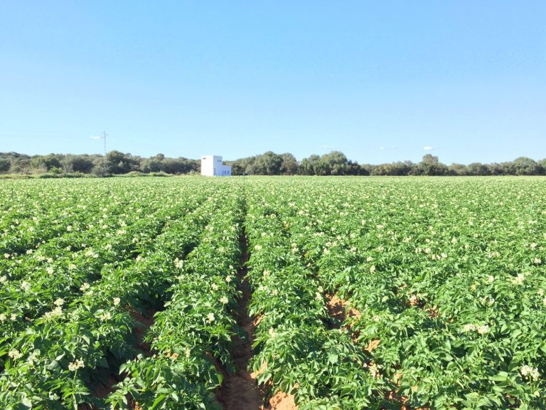 campo-patatas-frupal-img